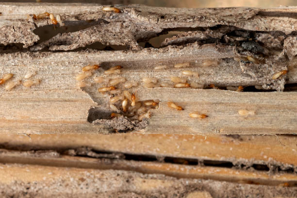 Best Flea Control Services  in Weedsport, NY